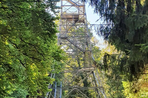Im Wald zum Stählibuck