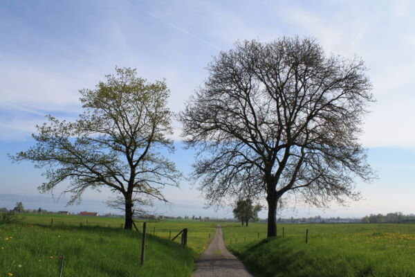 Ausicht über den Bodensee