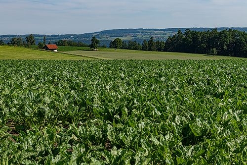 Wanderung für Frühaufsteher