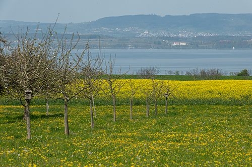 In der Sonnenecke am Bodensee